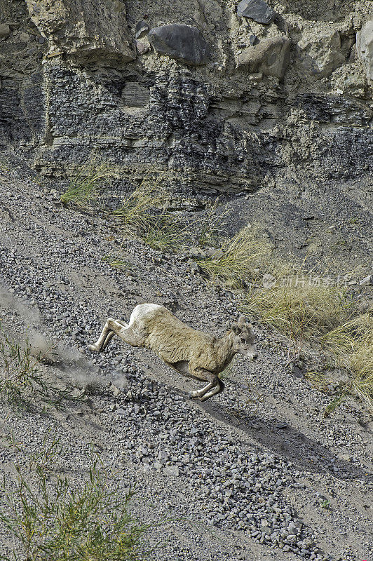 大角羊(Ovis canadensis)是一种原产于北美的绵羊，在怀俄明州的黄石国家公园发现。在几乎垂直的岩壁上行走和跳跃。